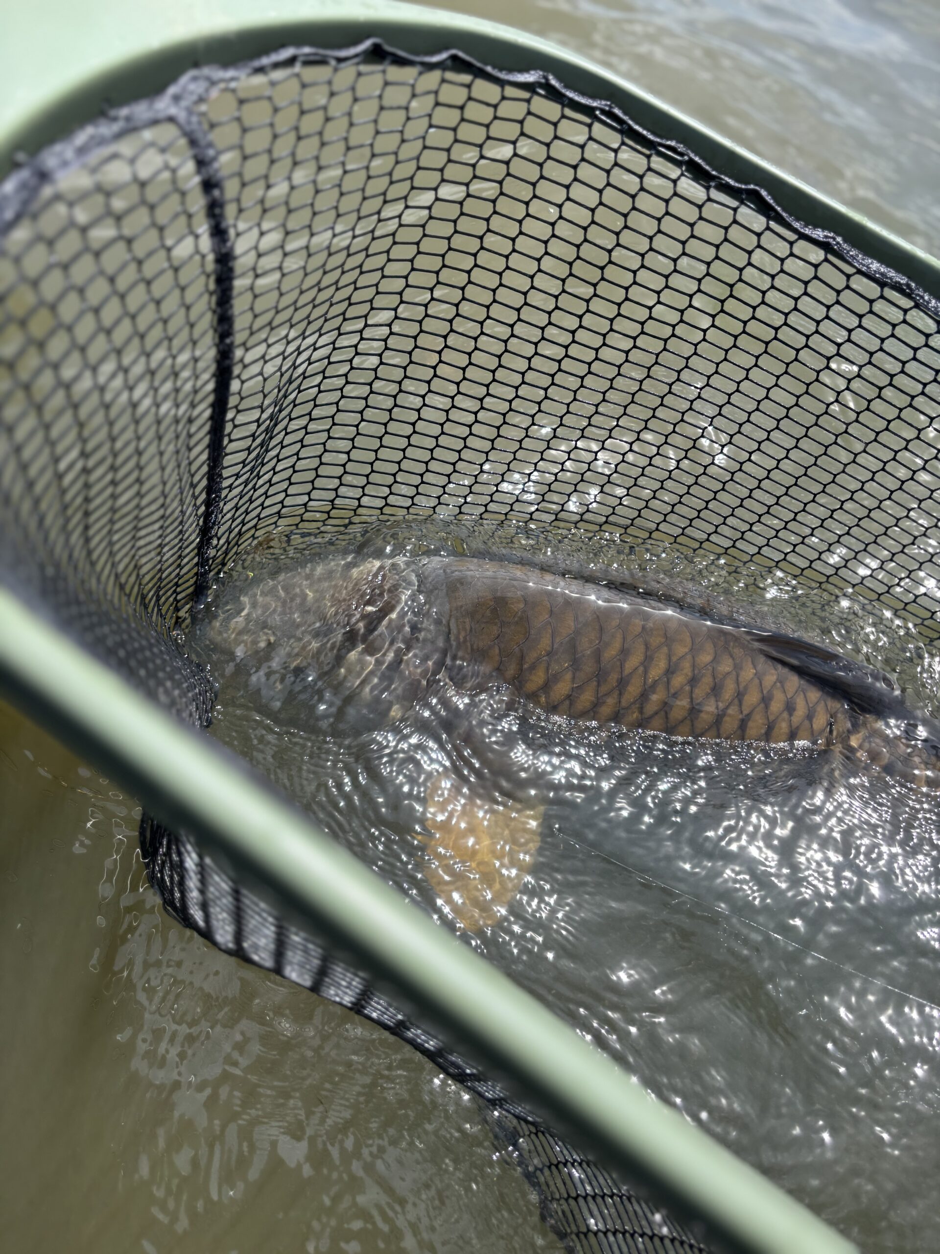 common carp fly fishing