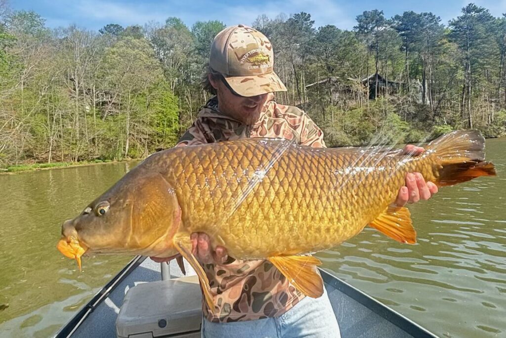big common carp caught fly fishing